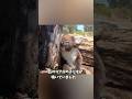 人間に助けを求めてきたコアラの子ども。その理由に心温まる #動物 #コアラ#心温まる