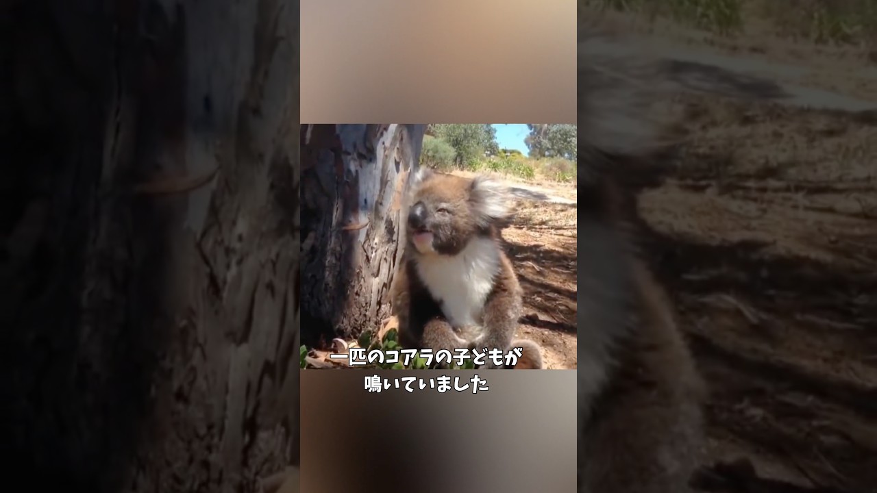 人間に助けを求めてきたコアラの子ども。その理由に心温まる #動物 #コアラ#心温まる