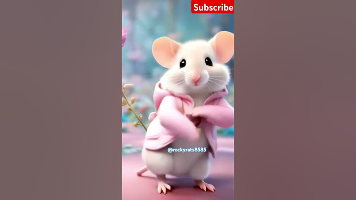 Watch These Adorable Rats dance - The Cutest Moves you,ll Ever See 5454 !