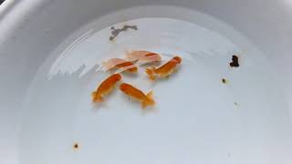 DSCF6110