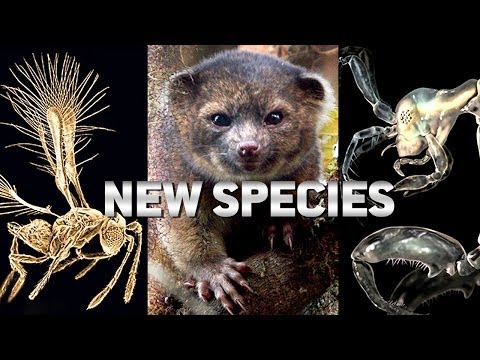 Top 10 NEW SPECIES Discovered Last Year!!