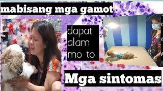 Part 2 Paano gumaling ang limang aso ko sa Distemper virus / Paano gamutin / Tips and advice