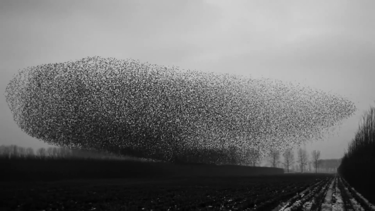 Ver Carlos Hof: "Singularity" ("Murmurations: The Art of Flying" Visualiser) en YouTube