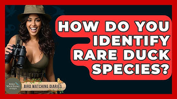 How Do You Identify Rare Duck Species? - Bird Watching Diaries