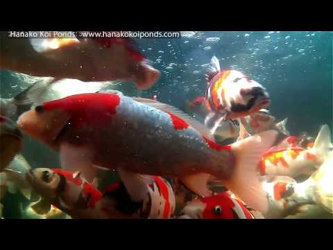 underwater-funny-life-of-koi-fish-pond