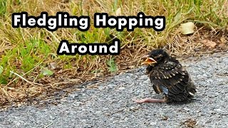 Fledgling American Robin Hopping Around  Bird Calls and Sounds