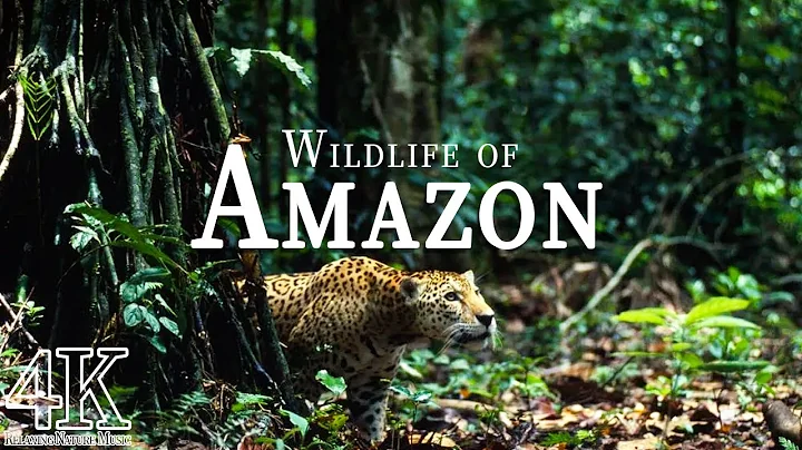 Amazon Wildlife In 4K ULTRA HD - Amazon Rainforest Jungle | Scenic Wildlife Film With Calming Music