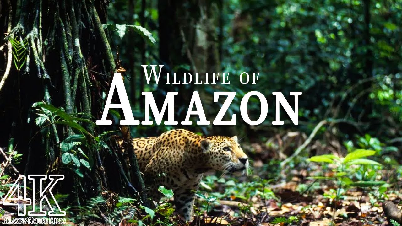 Amazon Wildlife In 4K ULTRA HD Amazon Rainforest Jungle Scenic Amazon Wildlife In 4K ULTRA HD Amazon Rainforest Jungle Scenic