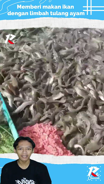 Memberi makan ikan lele dengan limbah tulang ayam#viral_video #viralshorts #youtube #shortvideo