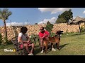 مزرعة إنتاج كلاب الحراسة فقط (سلسلة مزارع الكلاب 2) ك عمرو صابح