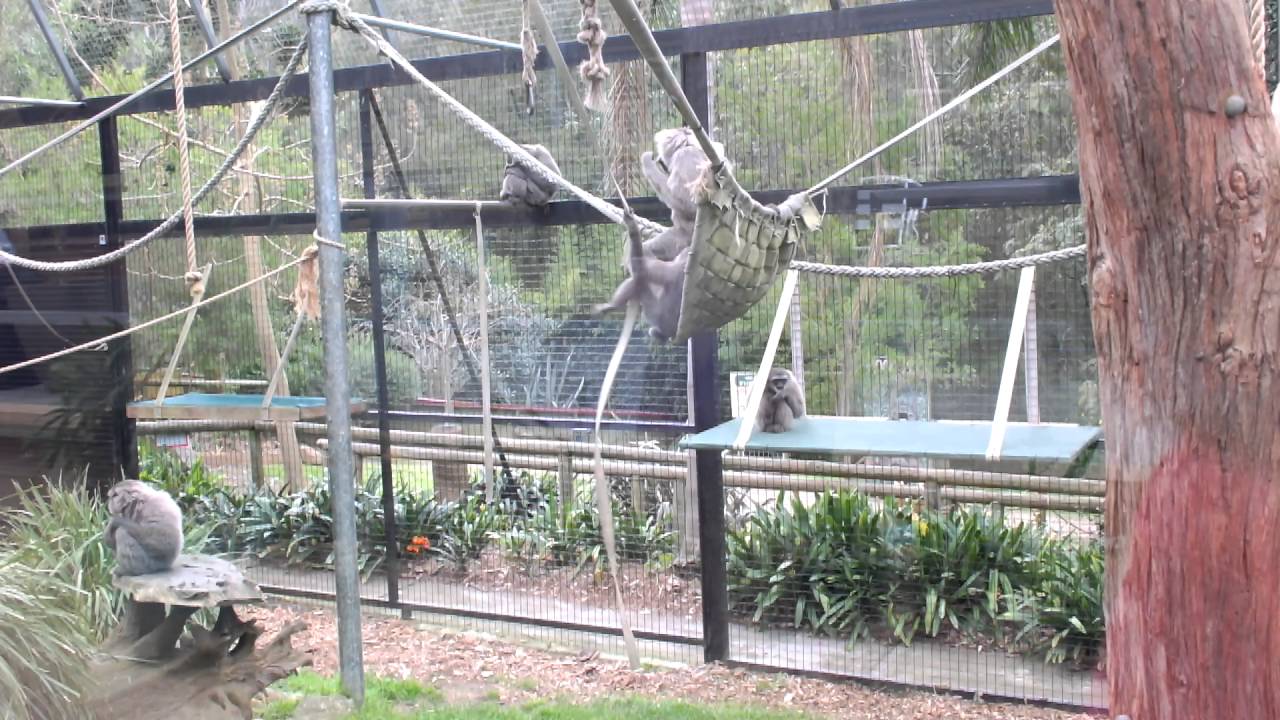 Silver Gibbons at Play, Mogo Zoo, NSW, Australia - YouTube