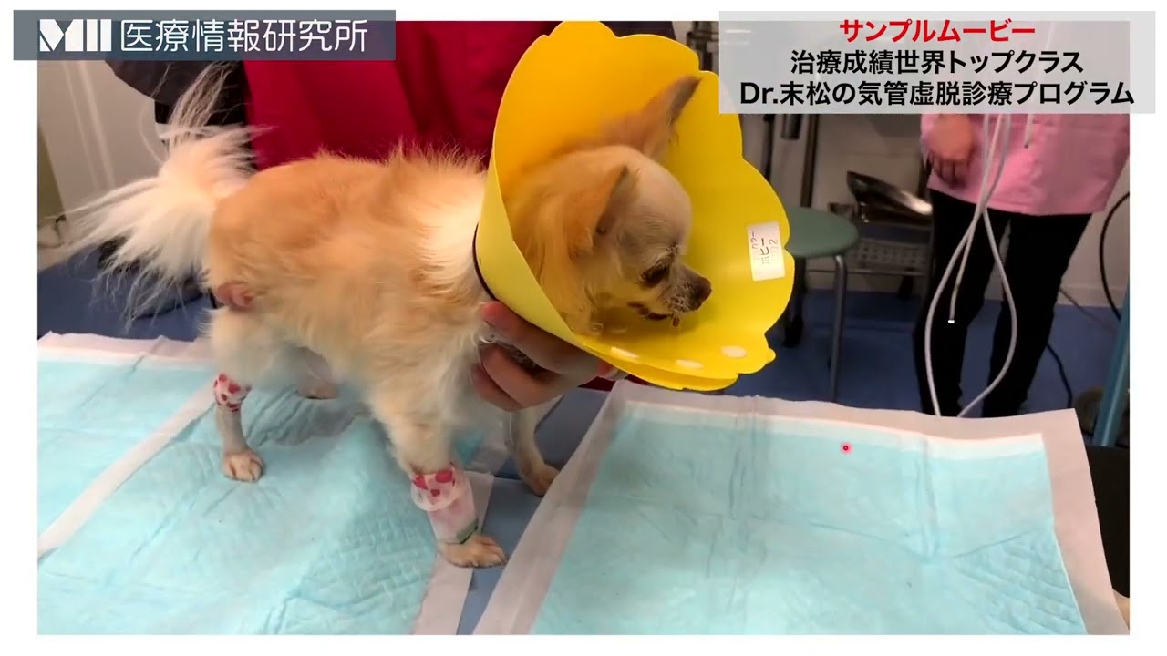 治療成績世界トップクラス Dr.末松の気管虚脱診療プログラム | 株式