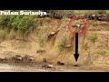 Wildebeest Masai Mara River Migration|Crossing Of Wildebeest Across Masai Mara River Kenya