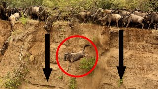 Masai Mara River Crossing Migration|Crossing of Wildebeest Across the Crocodile-Infested Mara River