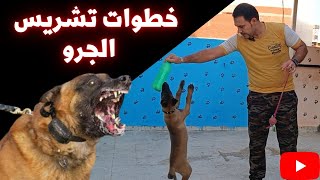 افضل طريقه لتشريس الجرو بنفسك /خطوات تشريس الجرو من عمر 45 يوم لحد سنه