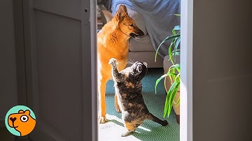 Cat Tells Giant Dog What To Do, And He Actually Listens | Cuddle Buddies