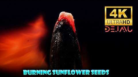 "Sunflower Seed Ablaze: Stunning 4K Macro Art | The Dance of Flames"