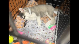 How a Husky Pup acts during crate training!!!