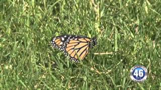 04/15/2016 Nathan Adelson Hospice Butterfly Release