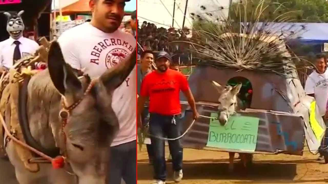 Annual donkey festival in Mexico YouTube