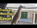 Trucukan Muda Gacor Manggil Lawan || Suara Burung Trucukan Betina Memanggil Jantan Agar Bunyi.