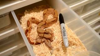 boa constrictor Growth baby to adults... EpicMorph