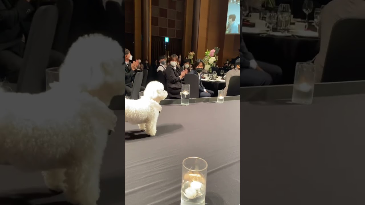 01. 보리의 견생 첫 반려견 화동💍(Ring bearer) 과연? ❤️ #화동 #결혼식 #반려견 #링베리어