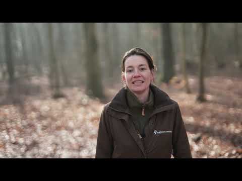 Video: Hoe Herken Je Je Boom