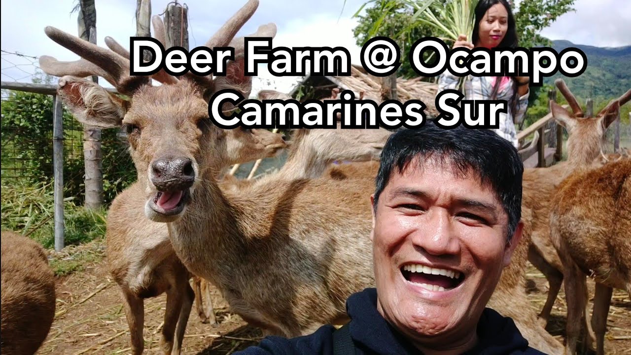 Exploring Deer Farm & Hebiscus Camp | Ocampo, Camarines Sur