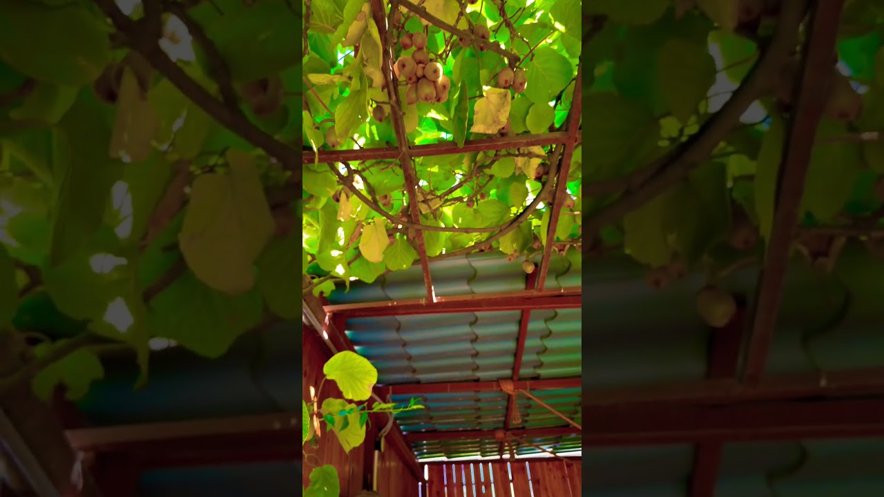 Где в Армении растет киви?🤔Write for tours in Armenia🤗 