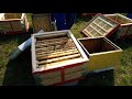 Beekeeping.  Итальянка. Пересаживаем отводки.