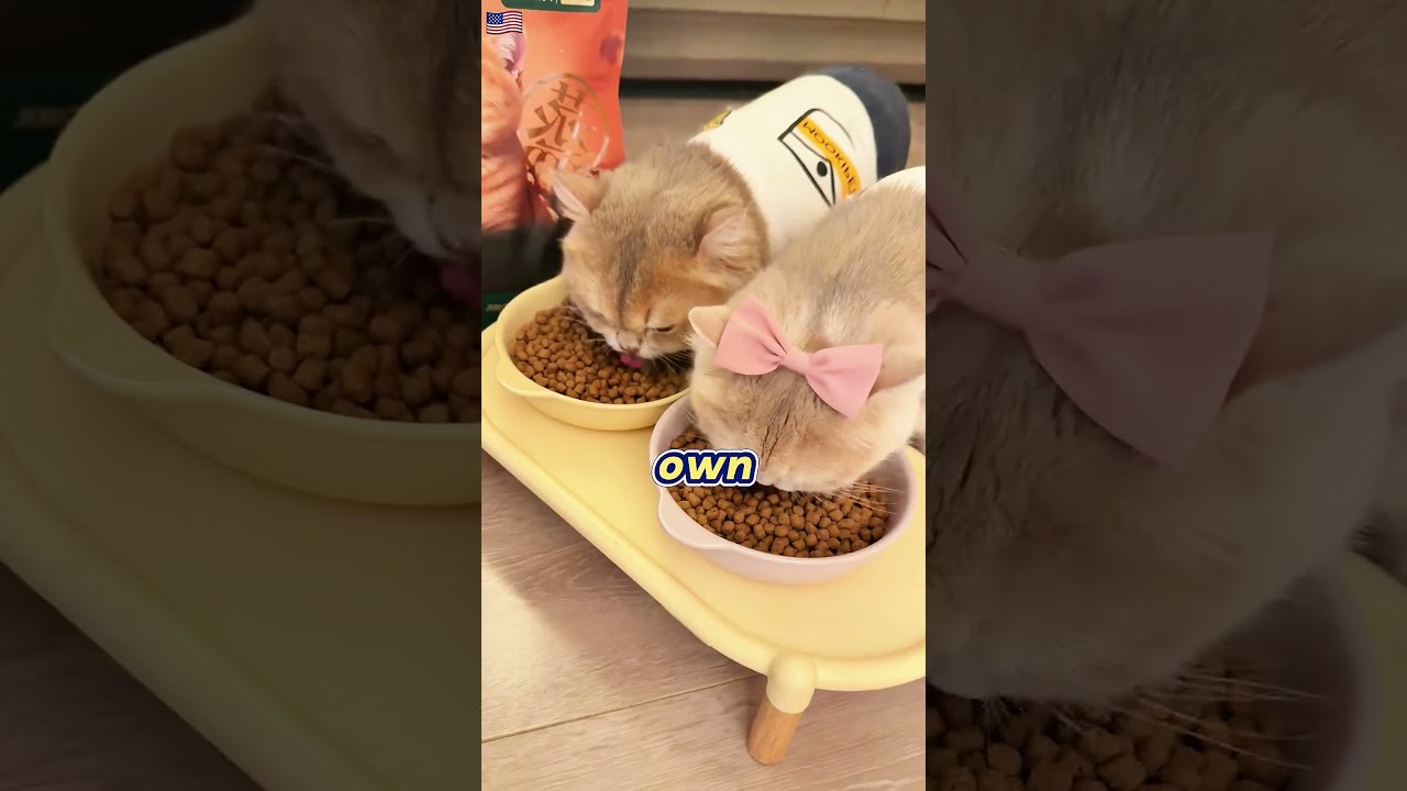 "You expect us to fit in THIS?!" - Cats React to a Tiny Bed 😂 #foryou#FunnyPrank#USA