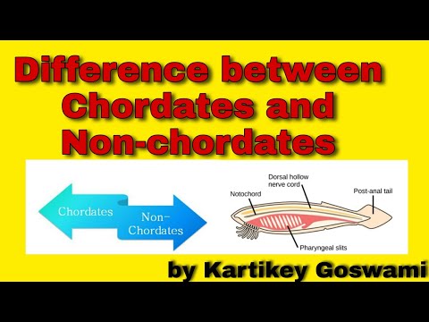 Difference between chordates and non chordates