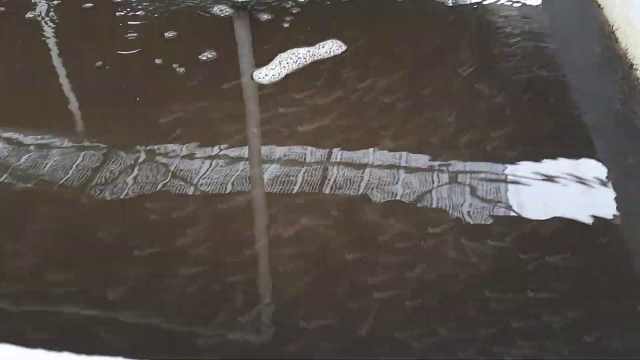 Super-intensive nursery shrimp in raceways - YouTube