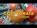 Сорт томата Сибирский Медведь! Полный обзор сорта