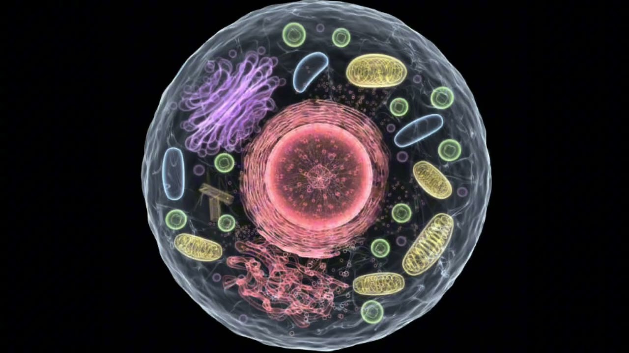 JOKER- LEJOS (AUDIO)