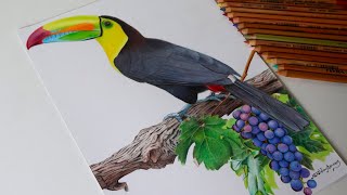 Desenhando um Tucano-Bico-Arco-Íris  -  Atevaldo Novais