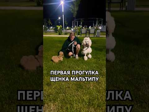 ШУША НА ПЕРВОЙ ПРОГУЛКЕ С ЭСМИ!🐩🐕🫶🏻 #пудель #мальтипу #poodle #maltipoo #dogshorts #щенок