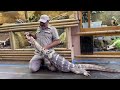 Baby Pythons, Pulling a Clutch, Feeding Monitors, OH MY! Prehistoric Pets Style!