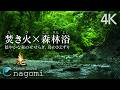 【自然音ASMR】焚き火×森林浴〜穏やかな森の川の音・鳥のさえずり|勉強・集中・作業用・睡眠・リラックス