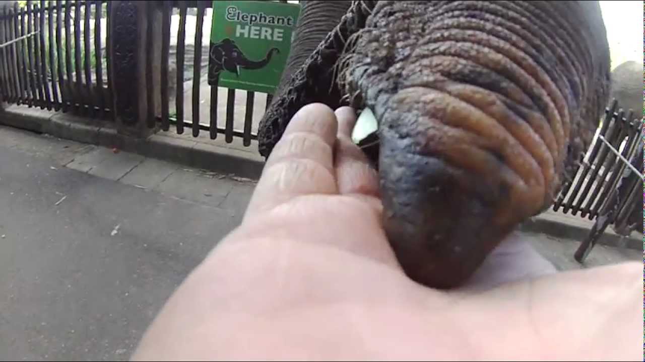 hand feeding elephants Australia Zoo YouTube