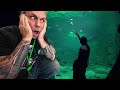 250,000 GALLON SHARK TANK!! FEEDING THEM!! **DAY 2** | BRIAN BARCZYK