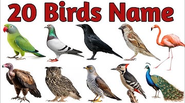 20 Birds Name | Birds Name Hindi & English | पक्षियों के नाम | Birds Name for kids | Birds Name