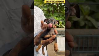 Min Pin puppies are available for sale | #chennai #minpin #pinchers #miniaturepinscher #dogs #dog