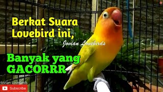 Berkat Suara Burung Lovebird ini, Labet yang dengar banyak yang Gacor dan ikut Ngekek