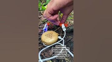 Cinnabar Chanterelles Play Synth With Plants Play (Sponsored Post)