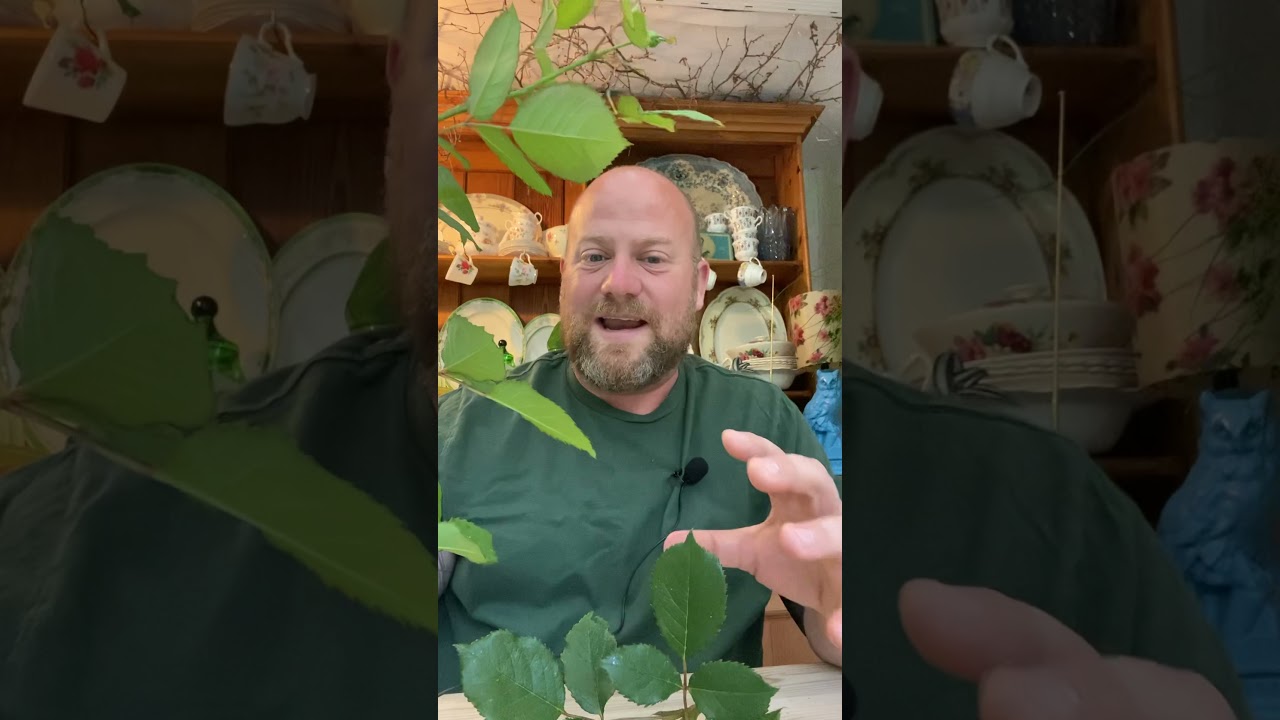 Personal growing review of English shrub rose ‘The poets wife’ from @david_austin_roses 