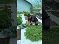 A dream begins in a small vegetable garden, cultivated through the seasons