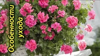 Пеларгония плющелистная (ампельная) – секреты и особенности ухода. Пеларгония плющелистная (ампельная) – секреты и особенности ухода.