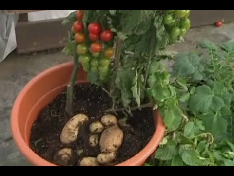 Vídeo: Què és una planta de TomTato: tomàquets i patates a la mateixa planta